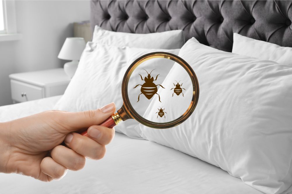 Bed Bugs protection